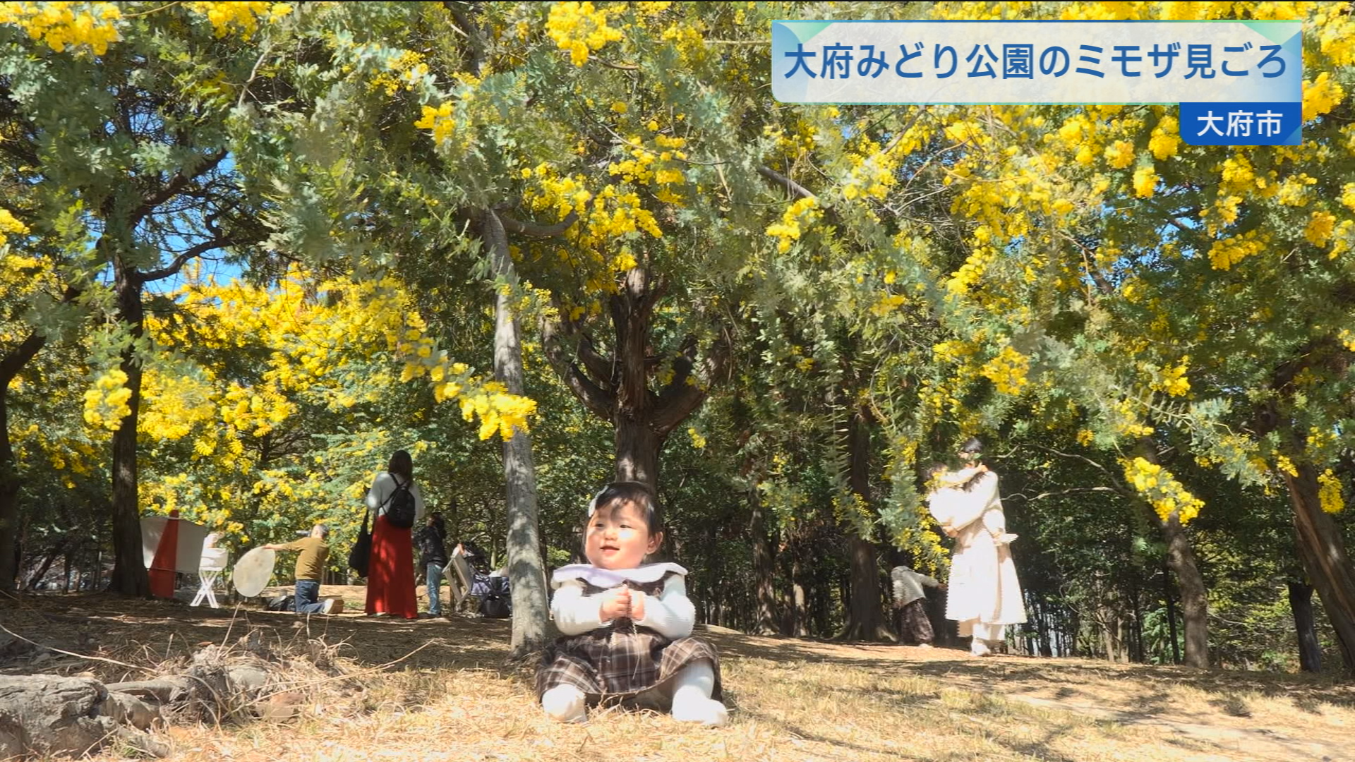 大府みどり公園のミモザ見ごろ | メディアスチャンネル